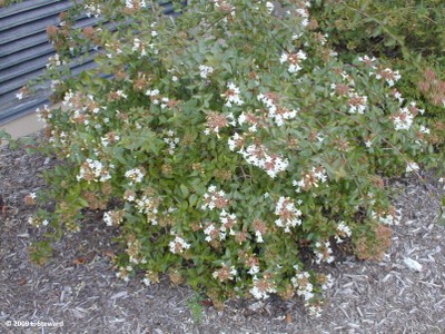 Abelia grandiflora