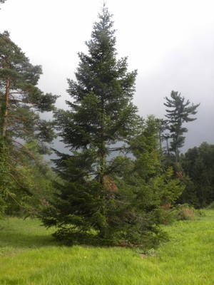 Abies balsamea