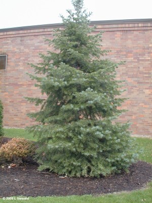 Abies concolor