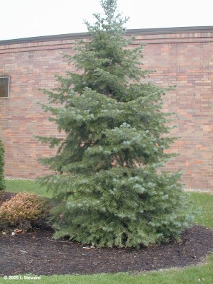 Abies concolor