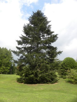 Abies frazeri