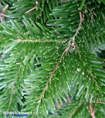 Abies nordmanniana (foliage)