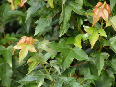 Acer buergerium (foliage)