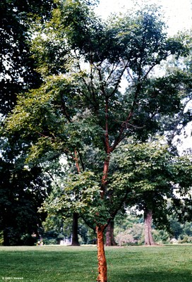 Acer griseum