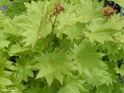 Acer japonica (foliage)