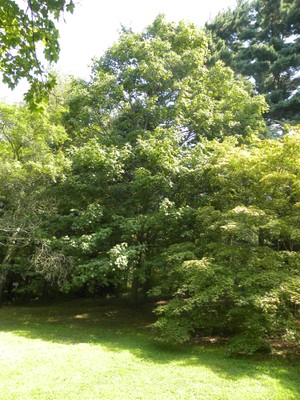 Acer nigrum1.JPG