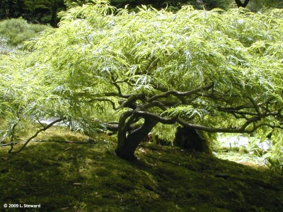 Acer palmatum (trunk)