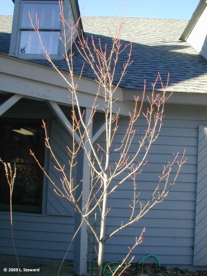 Acer pensylvanica