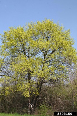 Acer platanoides1_5398150.jpg