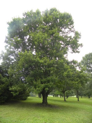 Acer rubrum1.JPG