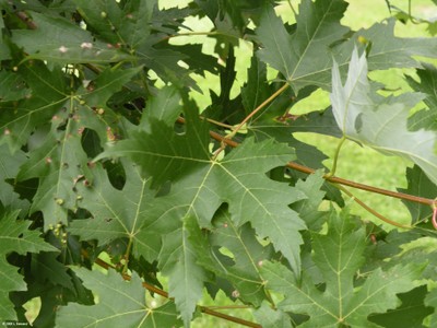 Acer saccharinum (foliage).jpg
