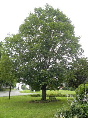 Acer saccharum