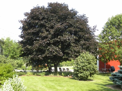 Acer truncatum1.JPG