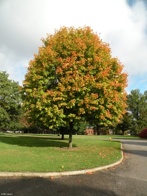 Acer truncatum.jpg