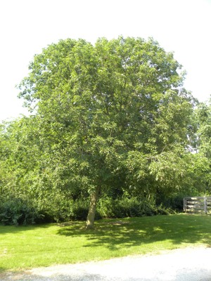 Aesculus glabra1.JPG