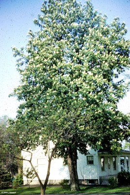 Aesculus hippocastanum.jpg