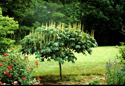 Aesculus parviflora.jpg