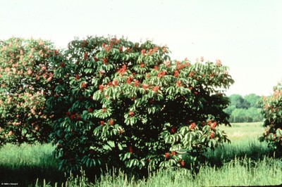 Aesculus pavia.jpg