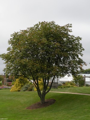 Aesculus xcarnea.jpg