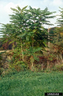 Ailanthus altissima1_1552102.jpg