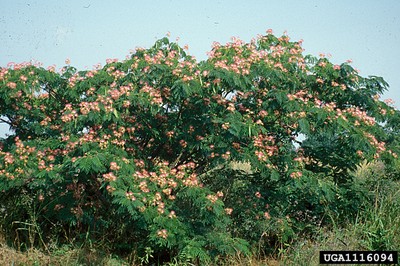 Albizzia julibrissum1_1116094.jpg