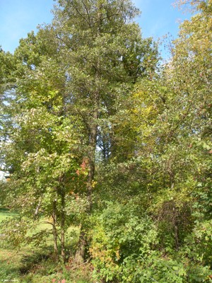 Alnus rubra.jpg