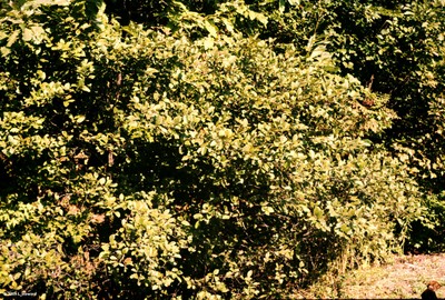 Alnus serrulata.jpg