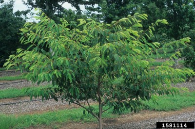 Amelanchier arborea 1.jpg