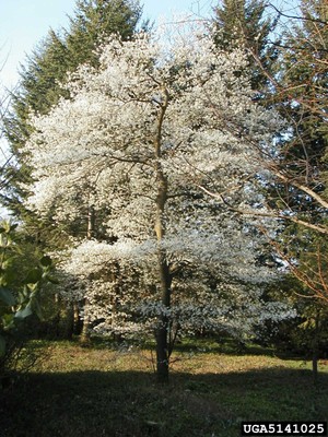 Amelanchier canadensis 1.jpg