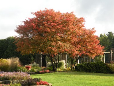 Amelanchier laevis.jpg