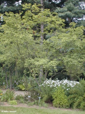 Amelanchier xgrandiflora.jpg