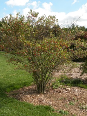 Aronia arbutifolia