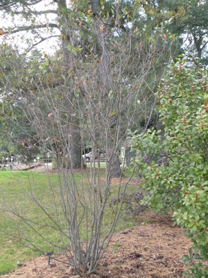 Aronia melanocarpa (structure)