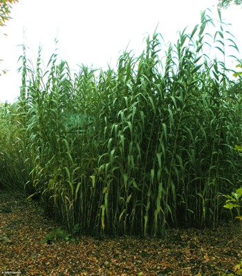 Arundo donax