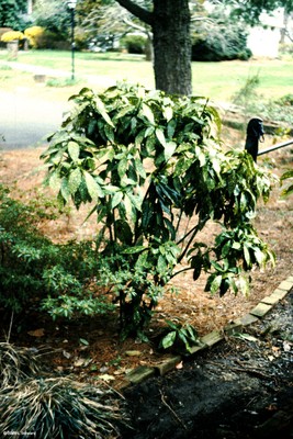 Aucuba japonica.jpg