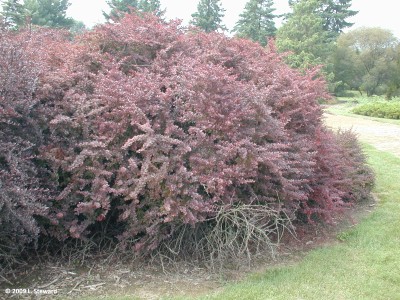 Berberis thunbergi