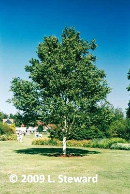 Betula jacquemontii