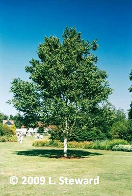 Betula jacquemontii
