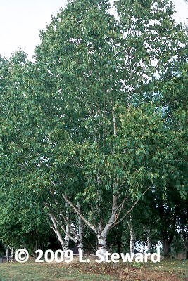 Betula maximowicziana