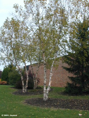 Betula nigra.jpg