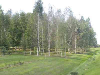 Betula papyrifera