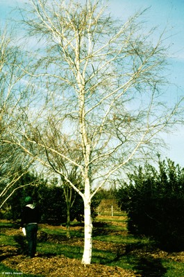 Betula pendula