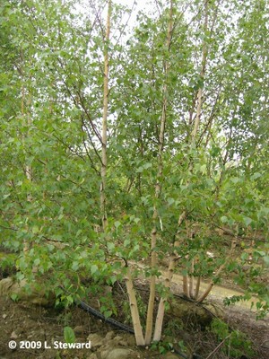 Betula platyphylla 'Whitespire'