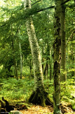 Betula populifolia