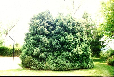 Buxus sempervirens