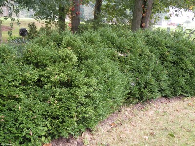 Buxus sinica