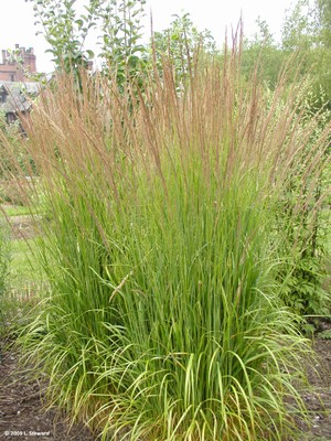 Calamagrostis spp