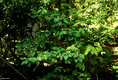 Callicarpa americana