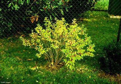 Callicarpa dichtoma