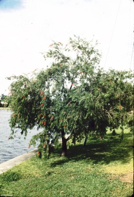 Callistemon citrinus